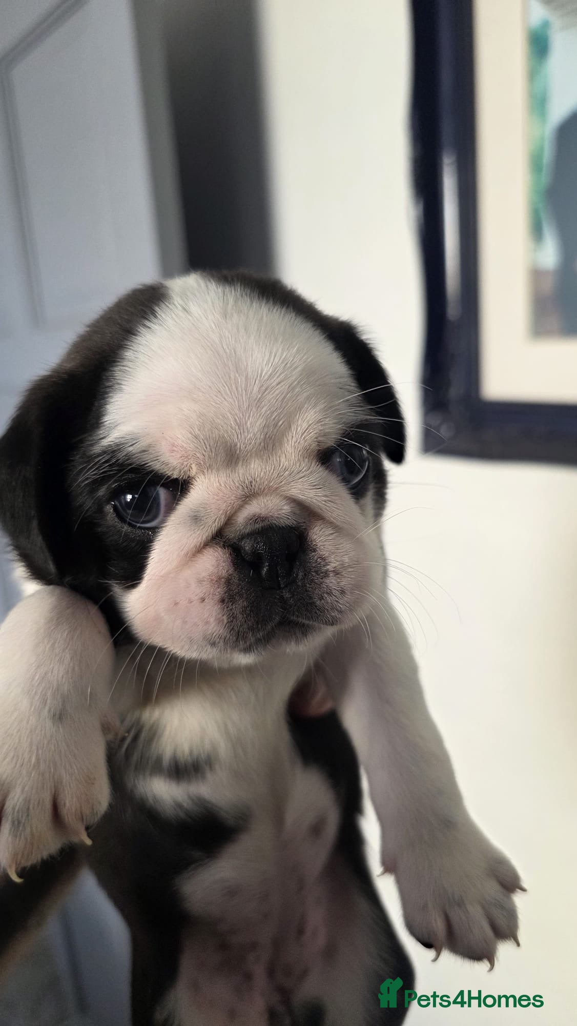 Pug dogs Stunning panda pugs  - Advert 2