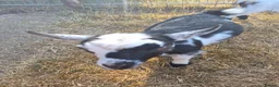 Goats livestock for sale: YOGA pygmy goats DISBUDDED, BOTTLE FED - Advert 5