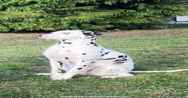 Dalmatian dogs - Advert 15