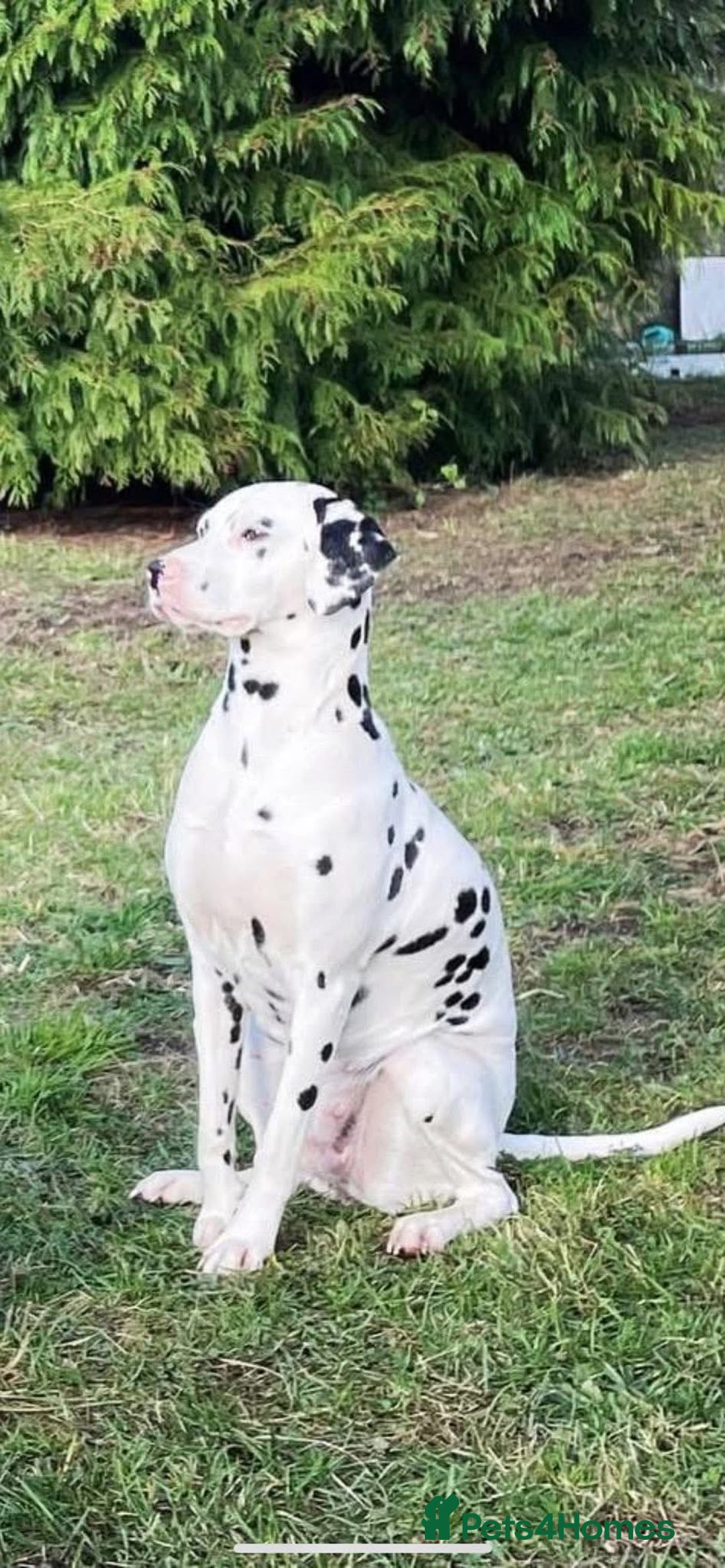Dalmatian dogs for sale: Dalmatian puppies  - Image 3