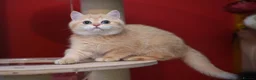 Scottish Fold cats for sale: Scottish fold and straight girls - Advert 26