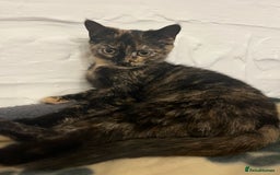 Mixed Breed cats for sale: Beautiful 3/4 exotic kitten - Image 5
