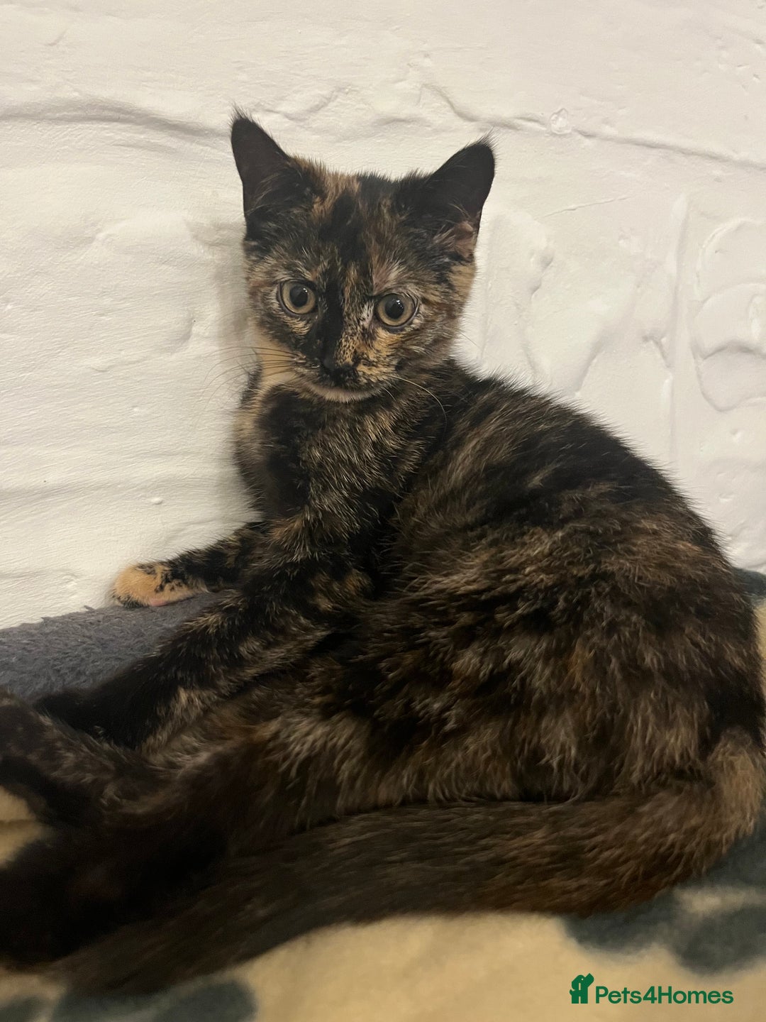 Mixed Breed cats for sale: Beautiful 3/4 exotic kitten - Image 5