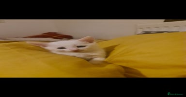 Domestic Shorthair cats - Advert 6