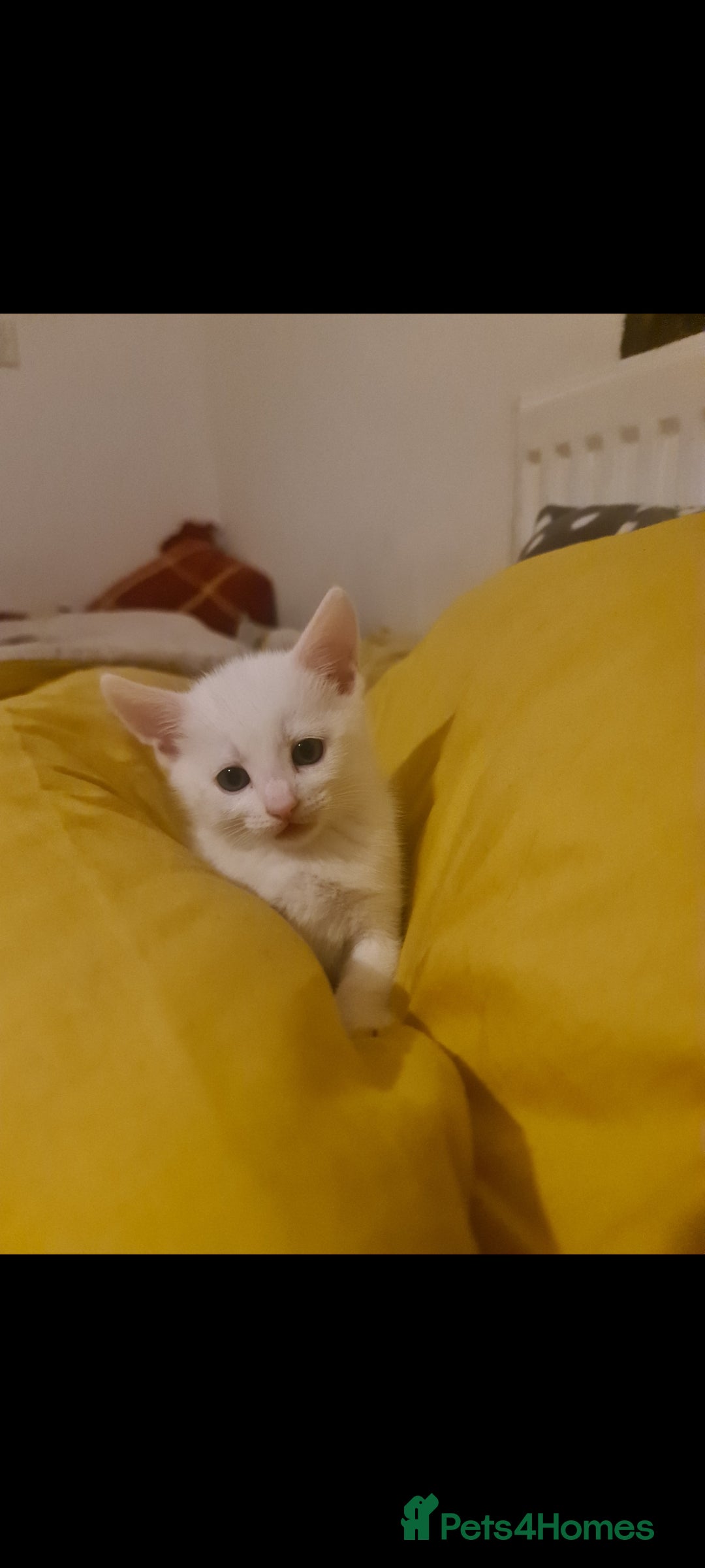 Domestic Shorthair cats for sale: 2 white kittens ready to move into their new homes - Image 2