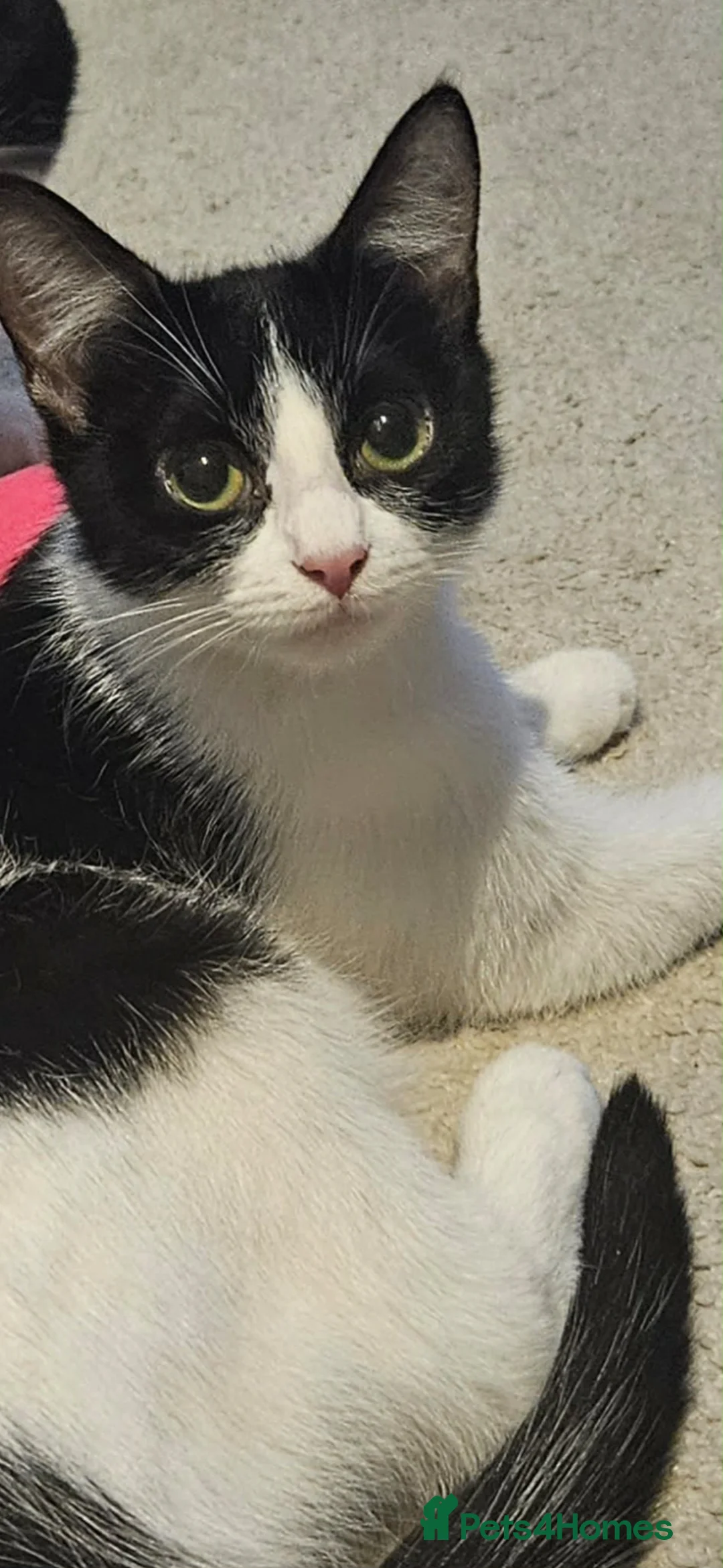 Mixed Breed cats for sale: Beautiful cat FOR ADOPTION in Bradford - Advert 2