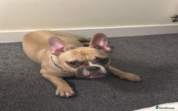Mixed Breed dogs for sale: FREE Frenchie x pocket bully  - Image 7