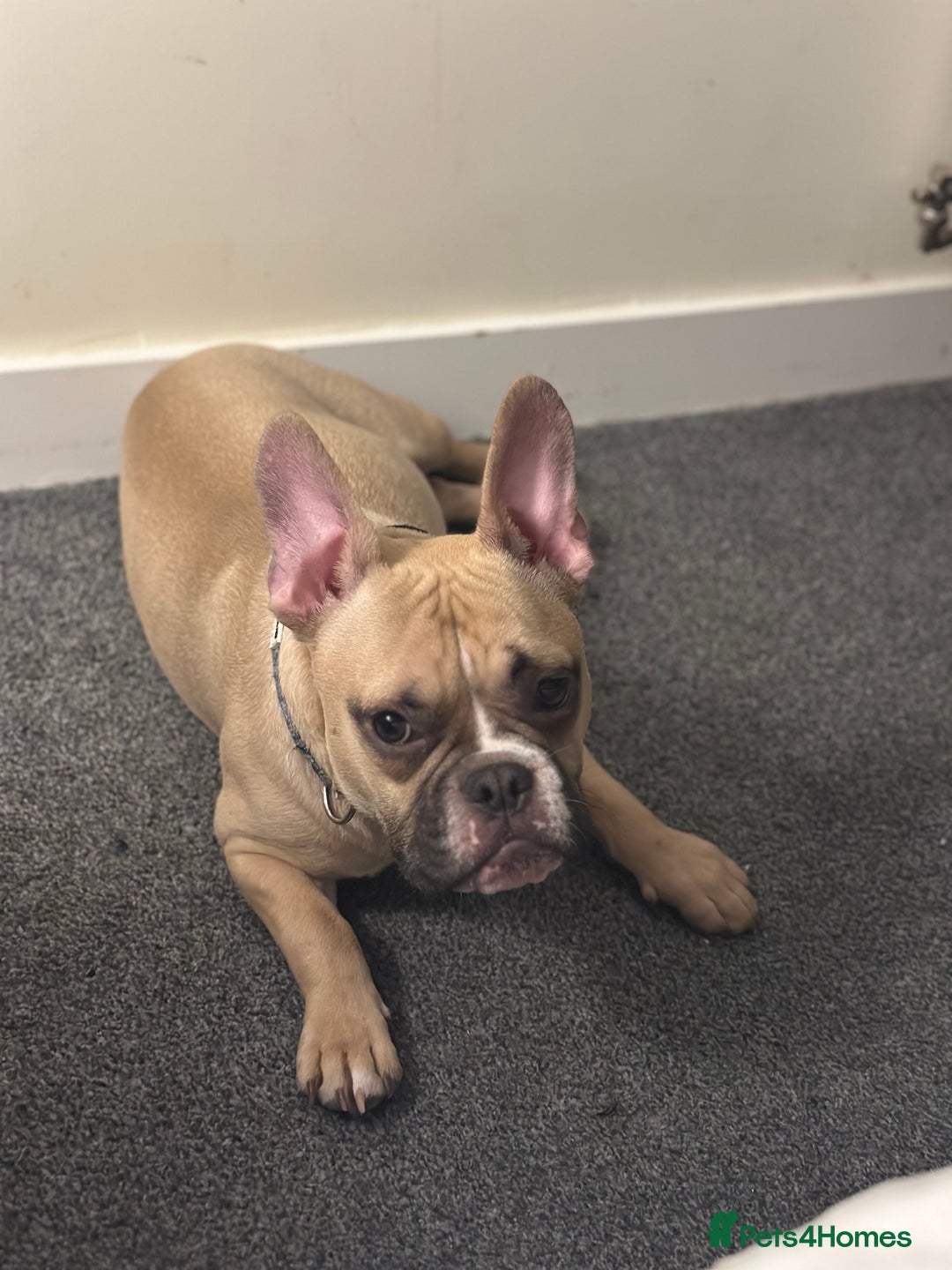 Mixed Breed dogs for sale: FREE Frenchie x pocket bully  - Image 7