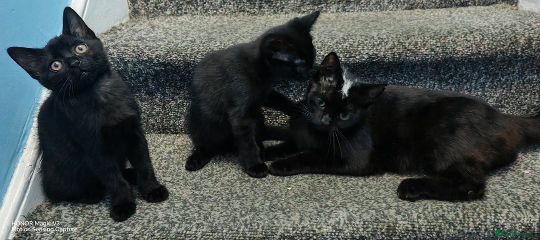 European cats for sale: Donation - Image 6
