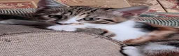 Domestic Shorthair cats for sale: Beautiful tri-colour calico tabby girl in Harlow - Advert 6