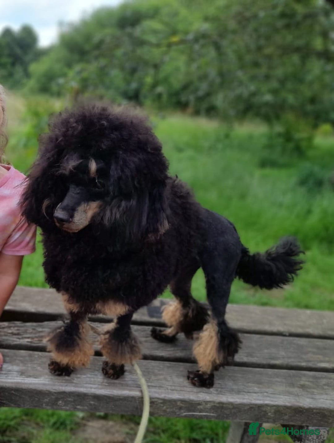 Toy Poodle dogs for sale: Phantom toy poodles - Advert 7