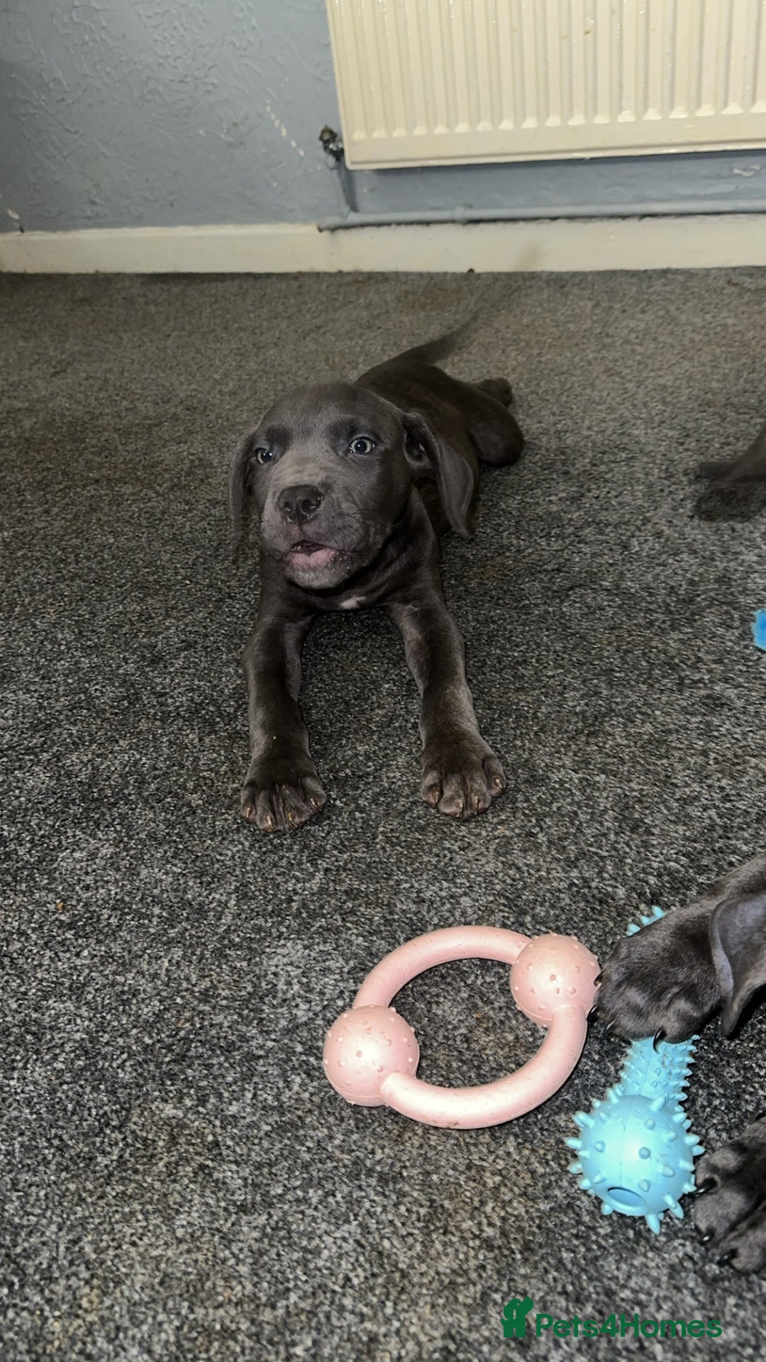 Cane Corso dogs for sale: Cane corso puppies - Advert 2