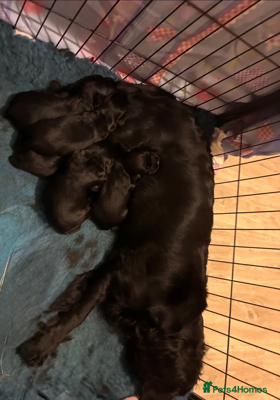 Sprocker dogs for sale: Working sprocker spaniel - Advert 2