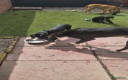 Great Dane dogs for sale: 1M 1F Great Dane pups looking for their new homes. in Bathgate - Image 13