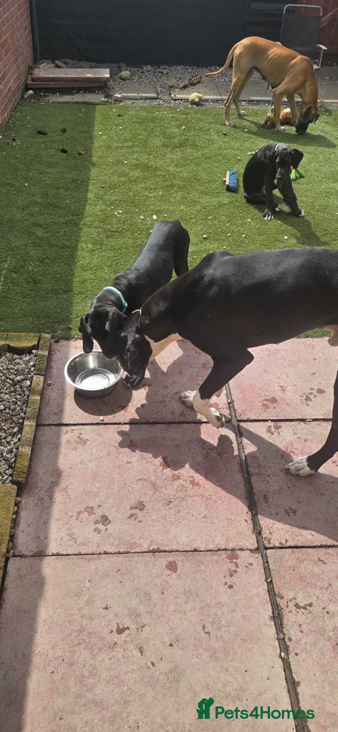 Great Dane dogs for sale: 1M 1F Great Dane pups looking for their new homes. in Bathgate - Image 13