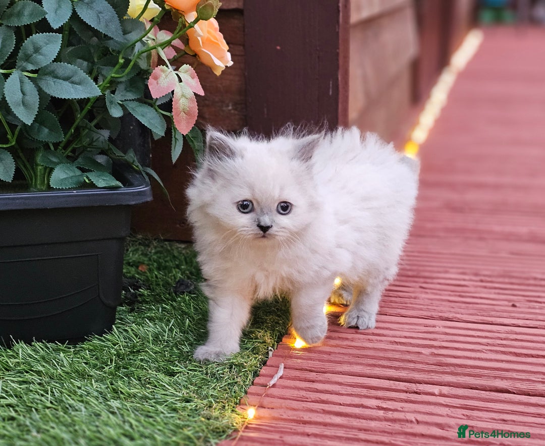 British Shorthair cats for sale: Last 4 male British Short-hair/long hair kittens  - Image 11