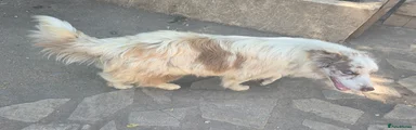 Border Collie 1