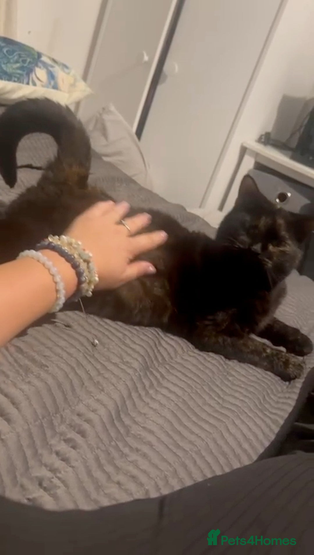 Domestic Shorthair cats for sale: Affectionate Female Cat Needs Calm cat  - Image 2
