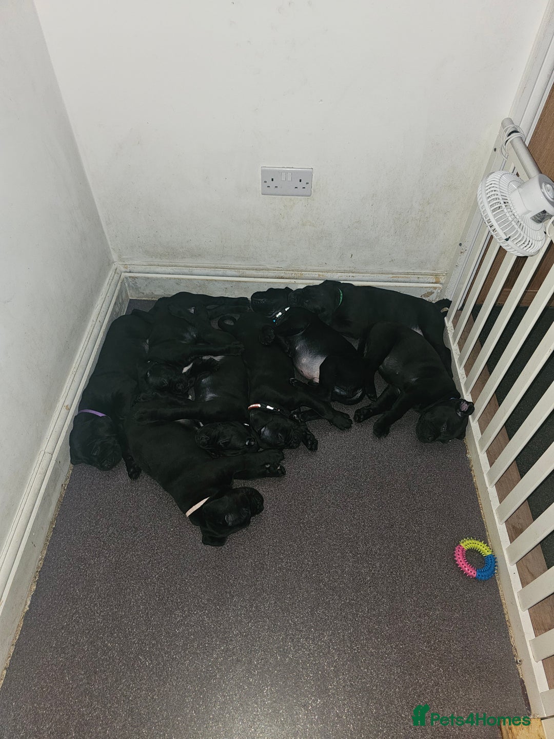 Cane Corso dogs for sale: Panther cane corso  - Image 1