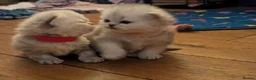 Persian cats for sale: ✨ Beautiful Persian Kittens for Sale ✨ - Advert 4