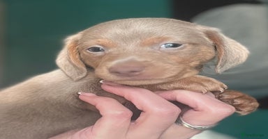 Dachshund dogs - Advert 2