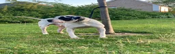 Mastiff dogs for sale: bully kutta male - Advert 6