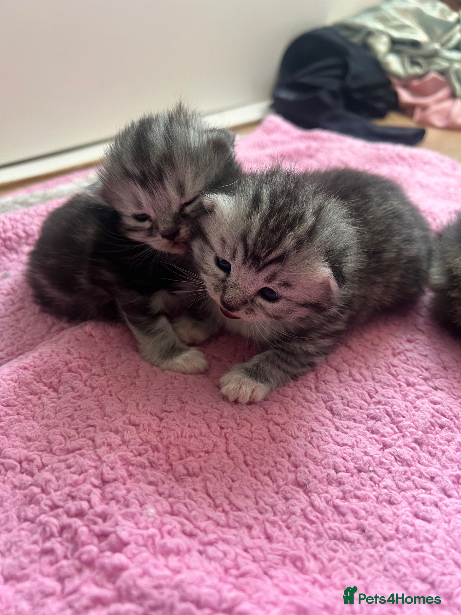 Persian cats Half Persian Kittens - Advert 18
