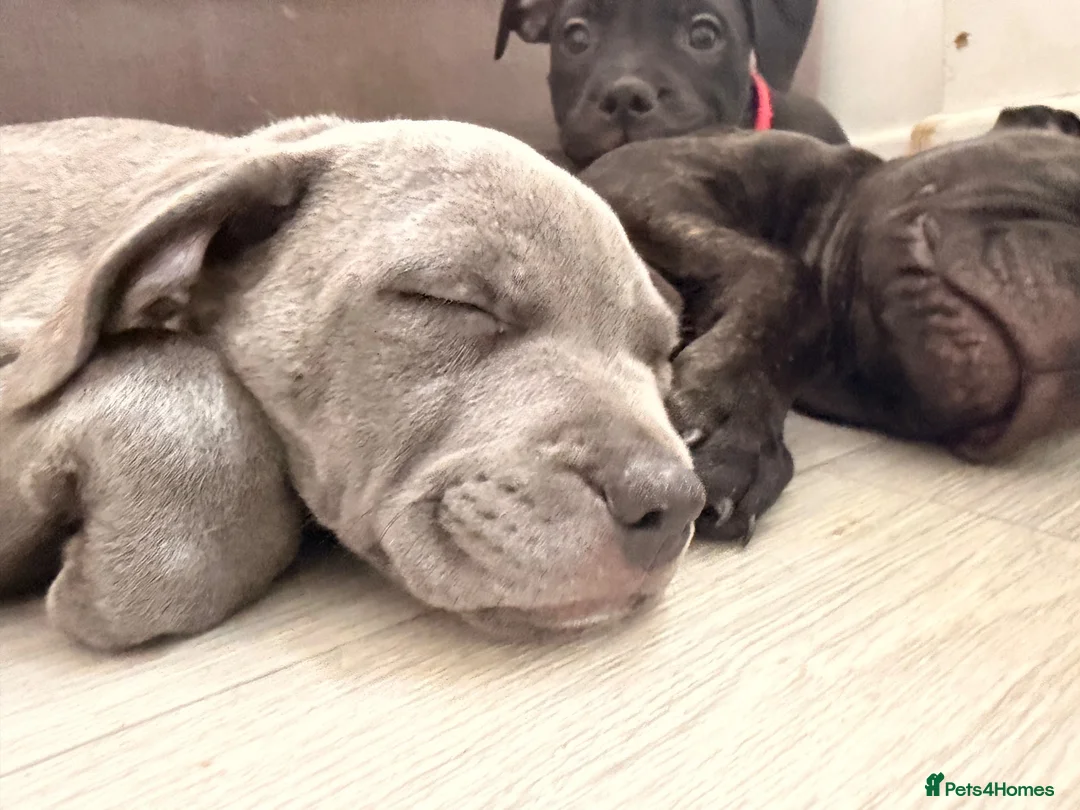 Mixed Breed dogs for sale: Staffordshire bull terrier X Cane corso puppies - Advert 2