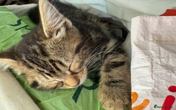 British Shorthair cats for sale: Kittens  - Image 7