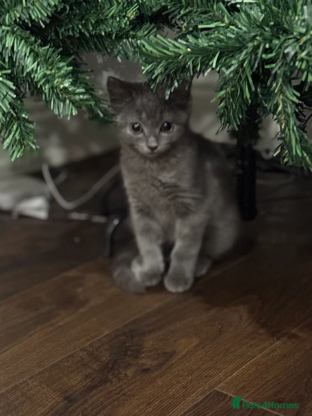 British Shorthair cats for sale: Velvet, British shorthair lovely kitten🥹 - Advert 2