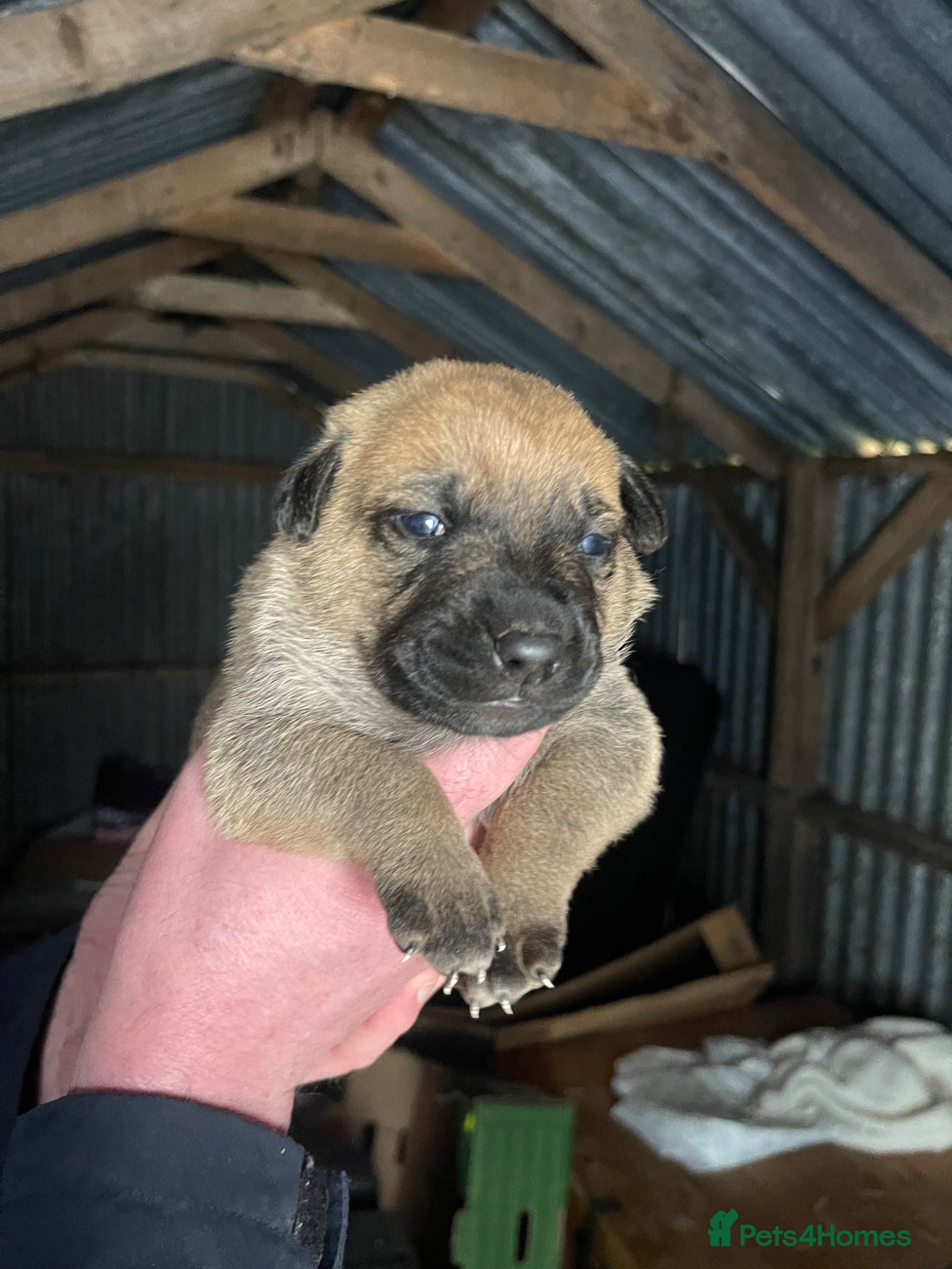 Mixed Breed dogs Excellent strong guard dog pups available  - Advert 1