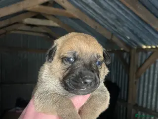 Mixed Breed dogs Excellent strong guard dog pups available - Advert 2