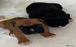 Boxer dogs for sale: Kc Boxer puppy’s bobtail and long licensed breeder - Image 13