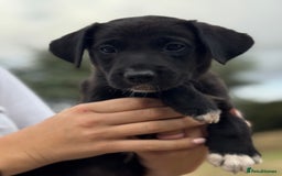 Borador dogs for sale: Beautiful intelligent Borderdors for sale  - Image 3