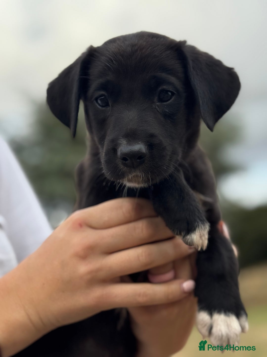 Borador dogs for sale: Beautiful intelligent Borderdors for sale  - Image 3