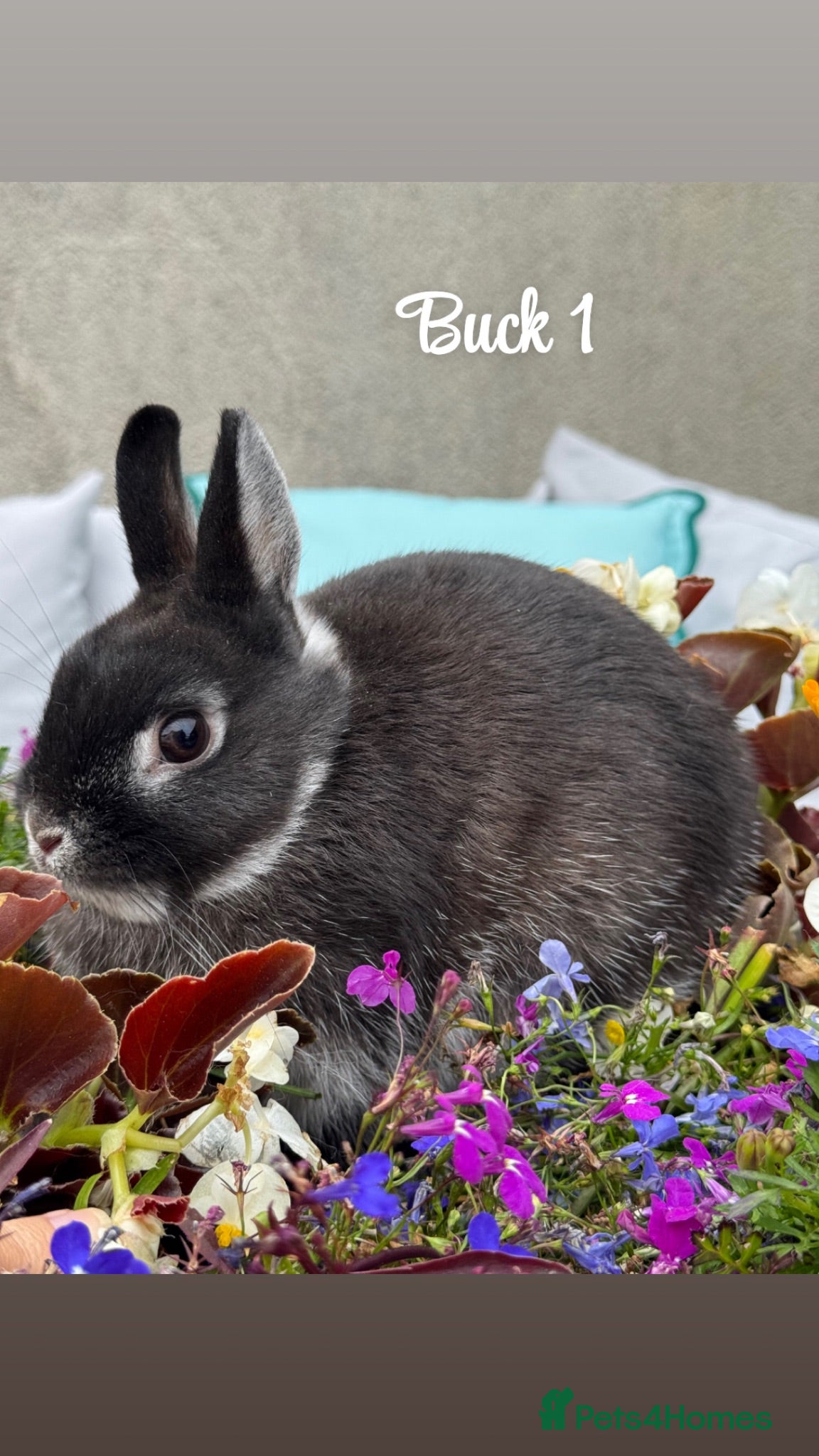 Netherland Dwarf rabbits Netherland dwarf bunny rabbits Also have Harlequin - Advert 8