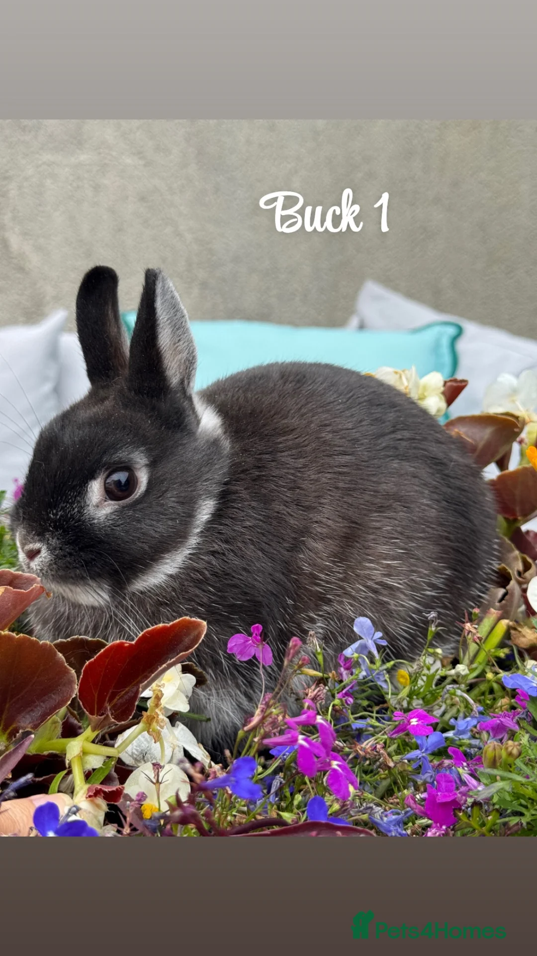 Netherland Dwarf rabbits for sale: Netherland dwarf bunny rabbits silly tame - Advert 1