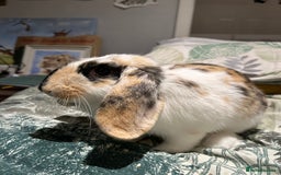Mixed Breed rabbits for sale: Sweet Rabbit looking for a forever home - Advert 4