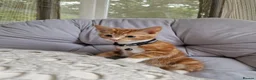 Domestic Shorthair cats for sale: Friendly, cute kittens ready for new homes - Advert 4