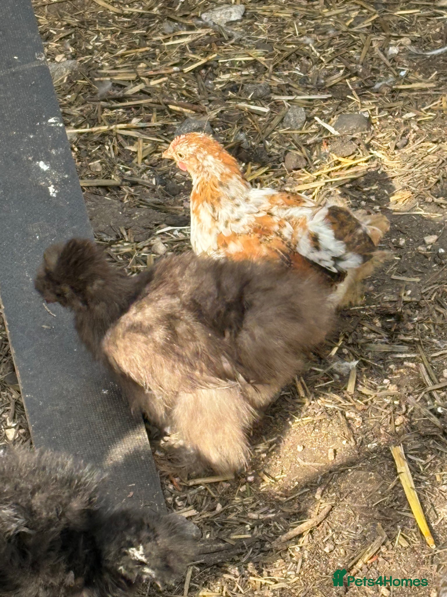 Chickens poultry Dna sexed chocolate usa silkie pullets 14 weeks  - Advert 2