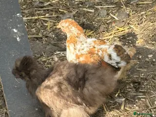 Chickens poultry Dna sexed chocolate usa silkie pullets 14 weeks - Advert 2