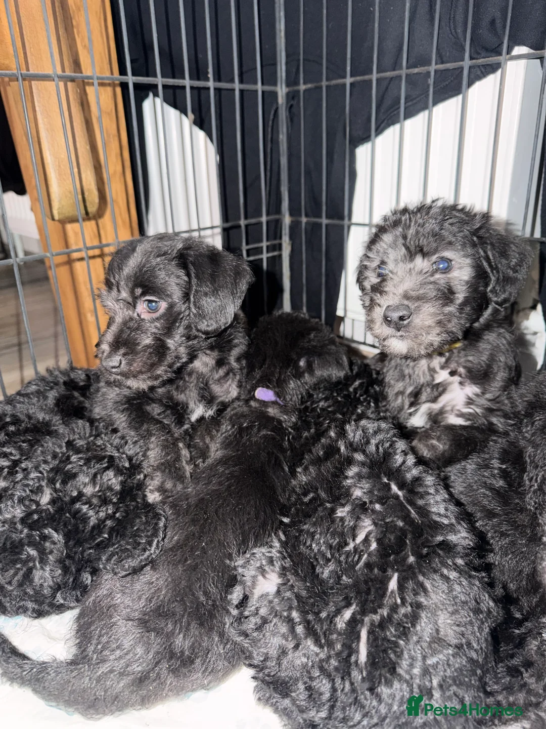 Mixed Breed dogs for sale: Bedlington terrier/collie whippet mix  - Advert 9