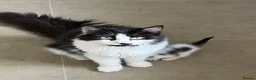 Maine Coon cats for sale: Last gorgeous male Maine Coon X longhair - Advert 4