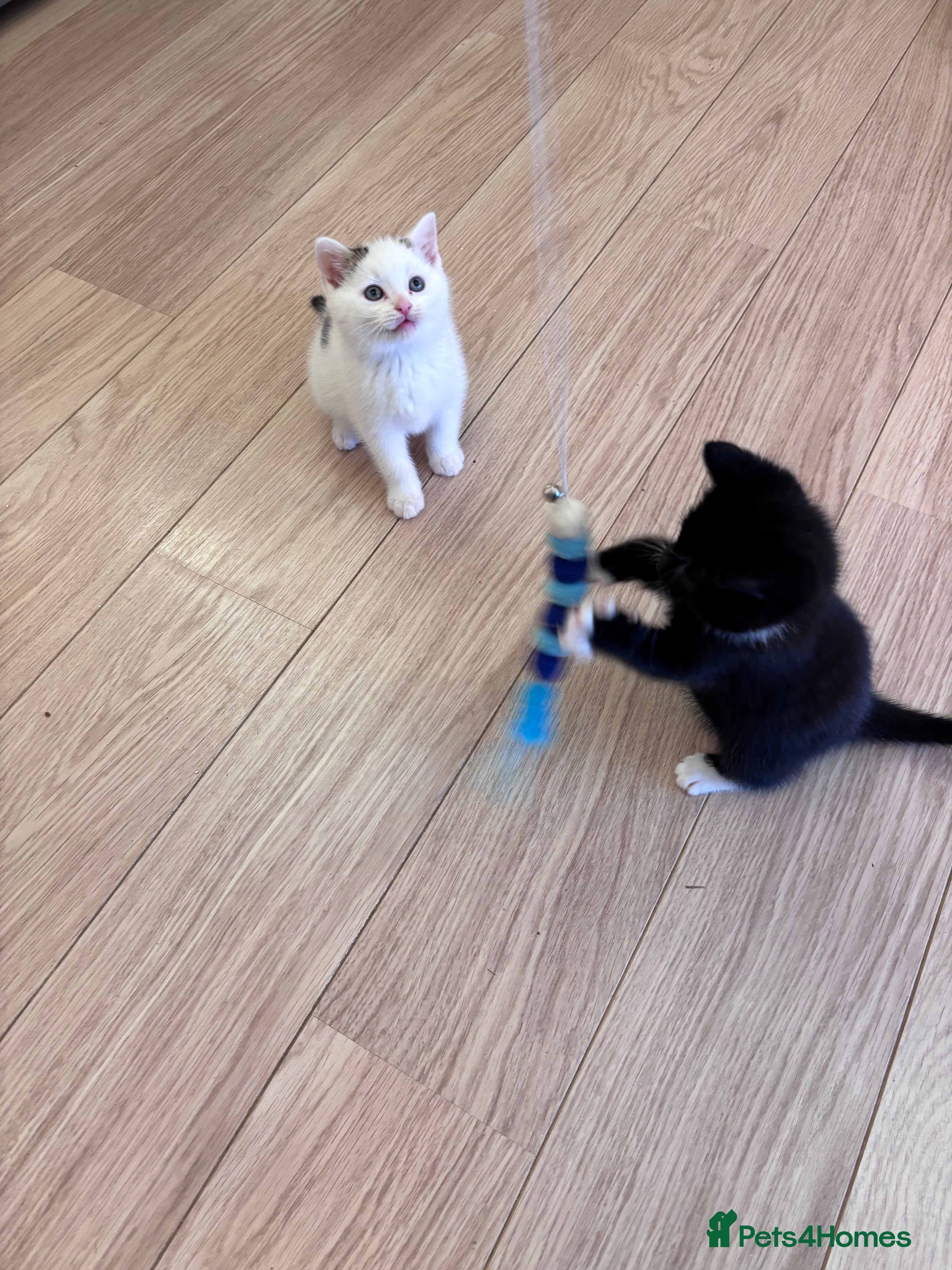 Mixed Breed cats Mixed breed kittens seeking their forever homes - Advert 17