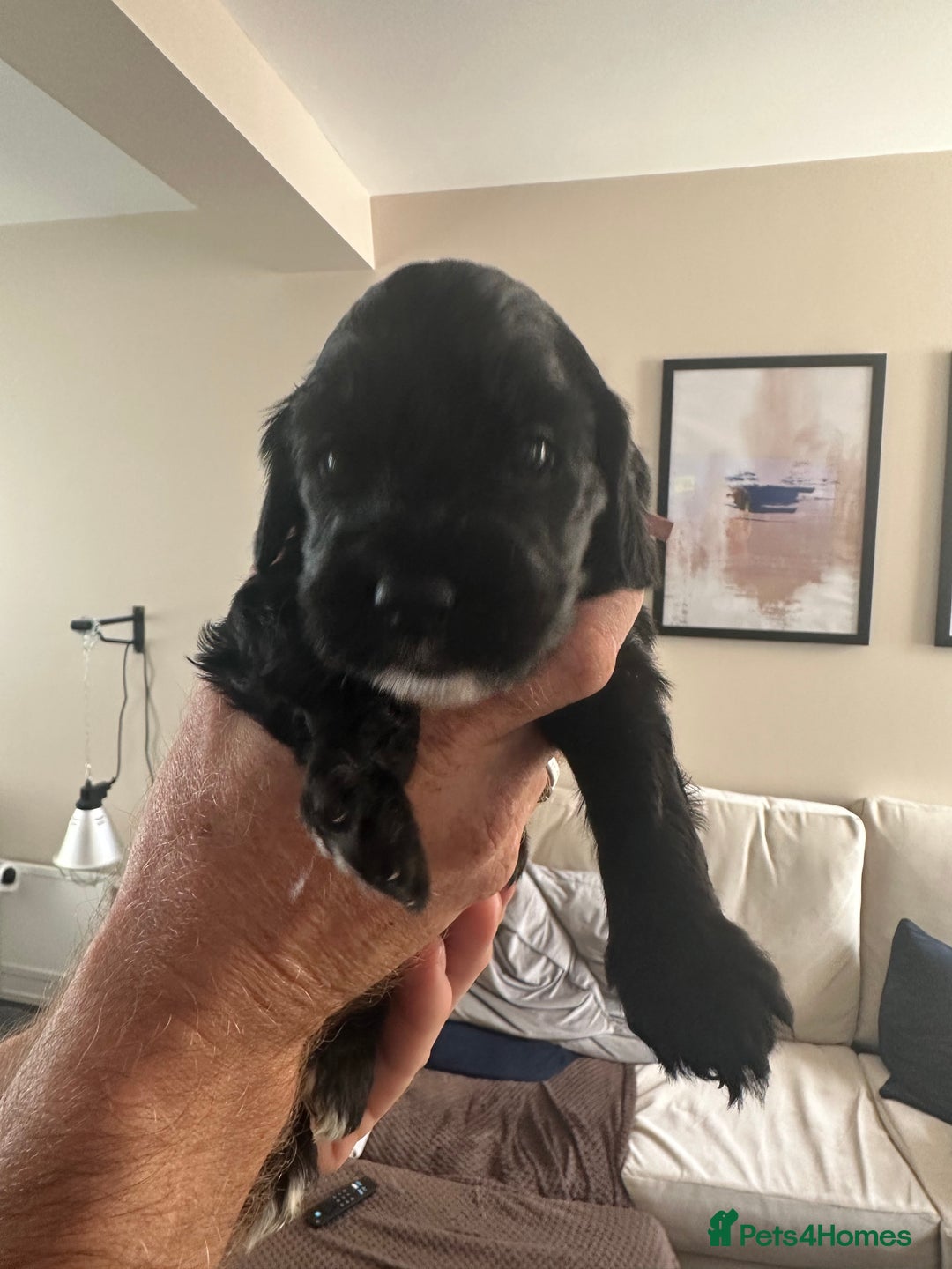 Cockapoo dogs for sale: Beautiful cockapoo puppies delivery possible - Image 12