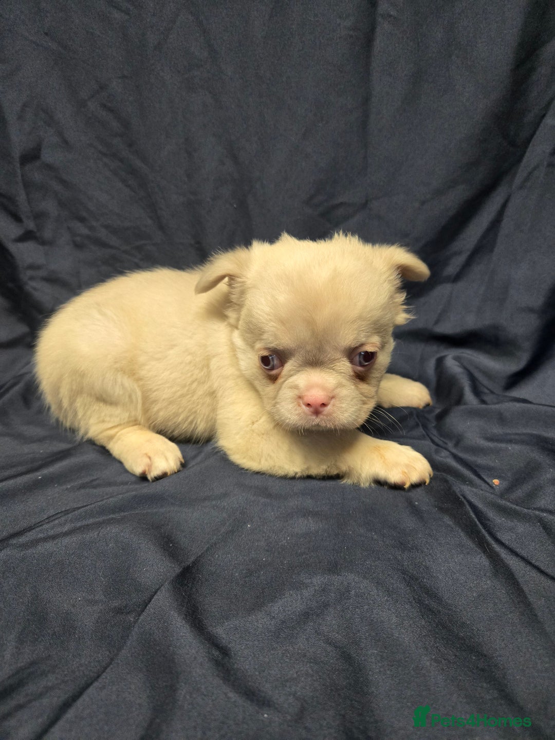 French Bulldog dogs for sale: French bulldog pups pink/fluffy READY NOW - Advert 2