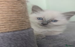 Ragdoll cats for sale: Beautiful gccf registered kittens - Image 21