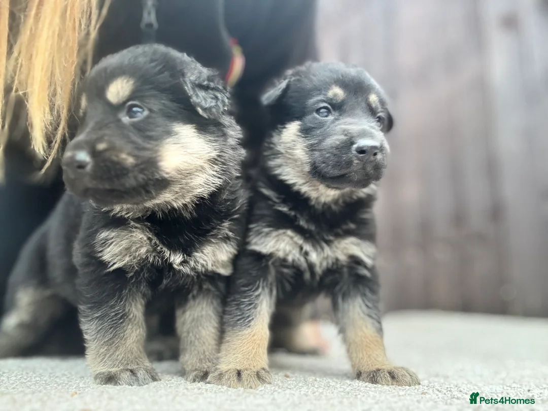German Shepherd dogs for sale: German shepard pups  - Advert 1