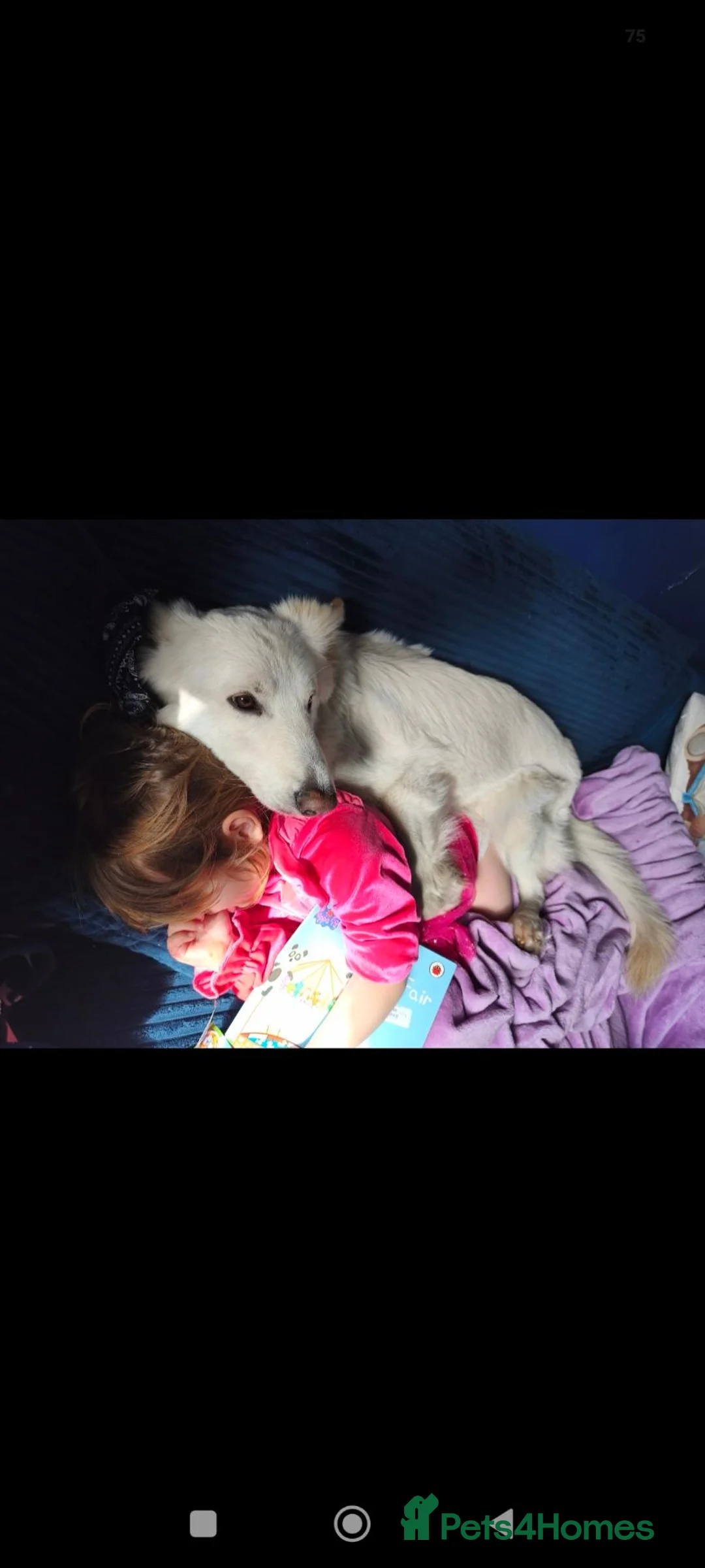 German Shepherd dogs for sale: White Female German Shepherd 3 years old - Advert 2