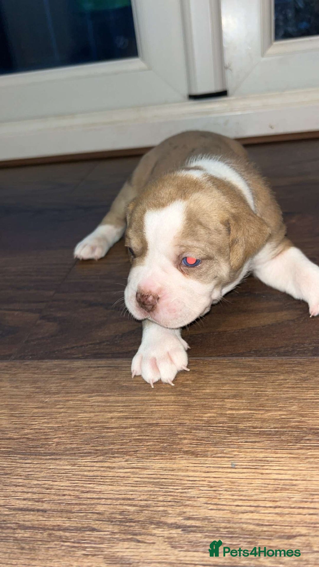 Alapaha Blue Blood Bulldog dogs for sale: IABBR registered Alapaha Blue Blood Bulldogs - Image 5